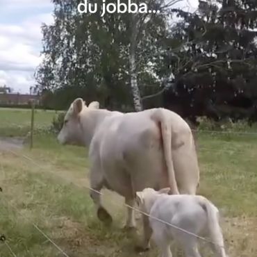 Är du intresserad av växtodling, djurskötsel, teknik eller tunga maskiner?
👉Studera till landsbygdsföretagare hos oss! 🐮🚜🌾

Läs mer på www.yrkesakademin.fi/landsbygdsforetagare

#yaösterbotten #hittadrömyrket #gemensamansökan #gea