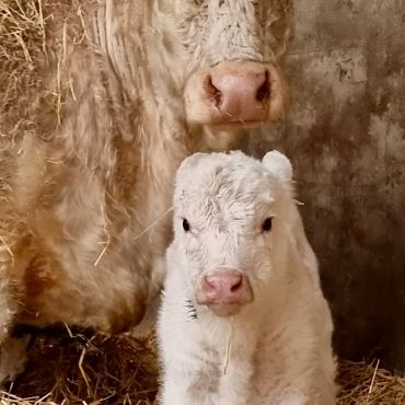 Kalvningen är igång på jordbruket! Vi önskar småkalvarna Alfons och Alma välkomna till världen! 🩵🐮🐮🩵

#yaösterbotten #landsbygdsföretagare #bondenbehövs  #utbildningenfördig